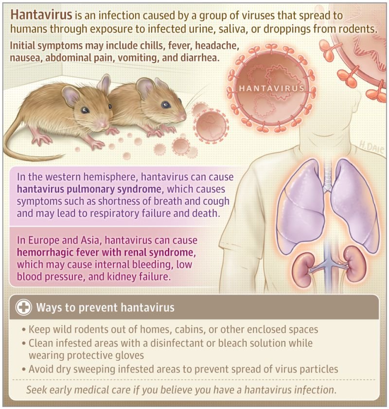 NEW CONFIRMED CASES OF HANTA VIRUS ON CRUISE SHIP... fear rises!! 1747933204090
