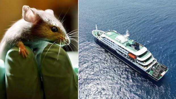 NEW CONFIRMED CASES OF HANTA VIRUS ON CRUISE SHIP... fear rises!! images 2026 05 08t111524.081